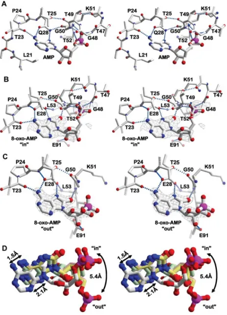 Figure 3 Details of nucleotide monophosphate binding to TthDEAD and the Q28E mutant.