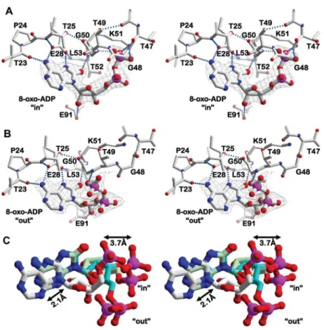 Figure 4 Details of 8-oxo-ADP binding to the TthDEAD_Q28E mutant.