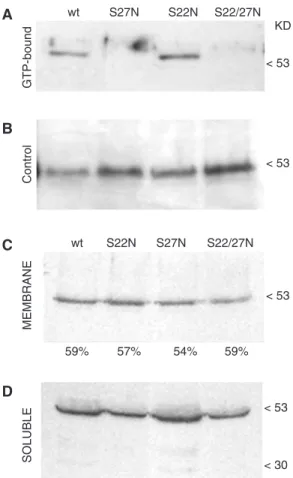 Fig. 2 Immunoblot analysis of GFP–Rab11 mutants. Wild-type and mutated proteins were detected with anti-GFP serum