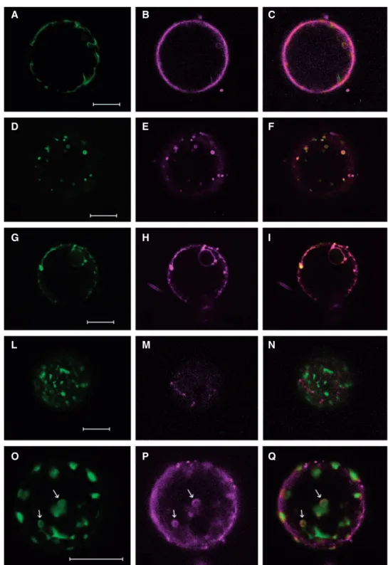 Fig. 6 FM4-64 staining of GFP–122F-expressing protoplasts. The first column shows GFP fluorescence, the second column shows the FM4-64 fluorescence, and the third column shows the two merged