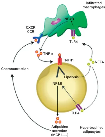 Fig. 5. Schematic representation of the cross-talk between adipocytes and macrophages of adipose tissue in obesity