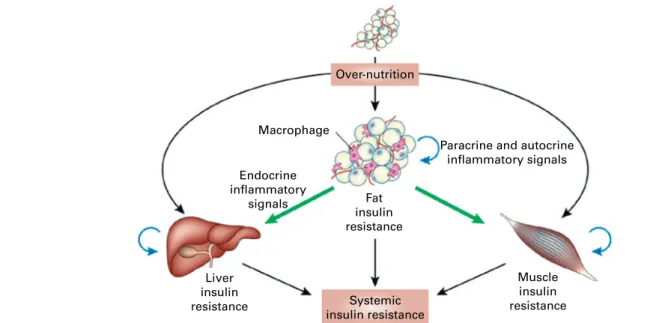Fig. 6. Schematic representation of the role of adipose tissue inflammation in the initiation and maintenance of systemic insulin resistance