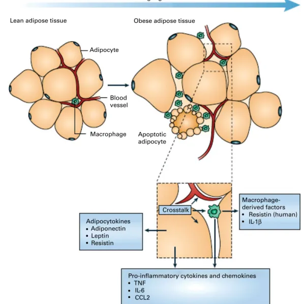 Fig. 1. Schematic representation of the interaction between adipocytes and macrophages showing some of the molecules released