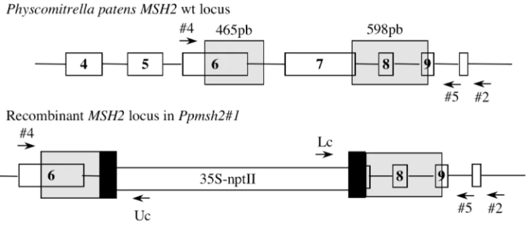 Figure 1. Molecular analysis of Ppmsh2 mutants. (A) Schematic representation of PpMSH2 genomic locus, schematic representation of PpMSH2 disrupted locus with a double crossover insertion and schematic representation of PpMSH2 disrupted locus without resist