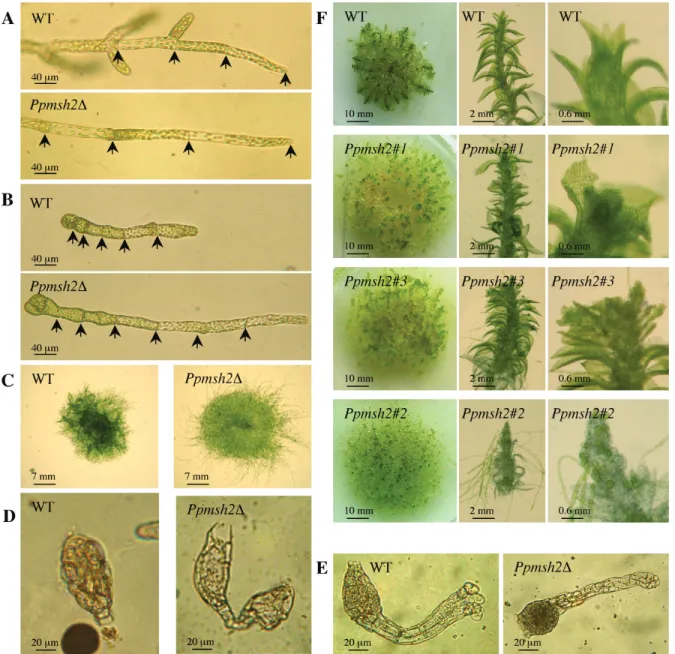 Figure 2. Comparison of wild type and Ppmsh2 mutants apparent phenotypes: (A) Comparison of the length of the last three cells of protonema filaments; arrows show the cell walls