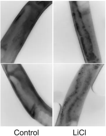 Figure 2.  Cellular localization of lgg-1:GFP in intestinal cells of control (left column) and lithium chloride (LiCl)-treated worms at 10 mM of LiCl for 24 hours  (right column)