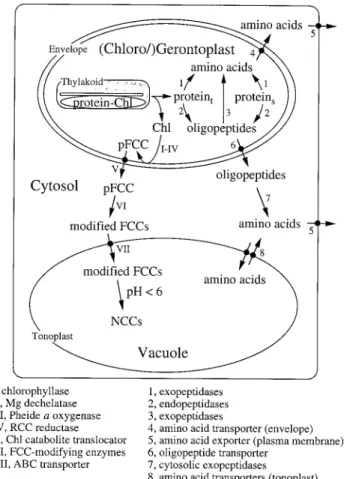 Fig. 1. Pathways for the degradation of Chl (roman numbers) and of chloroplast proteins (arabic numbers)