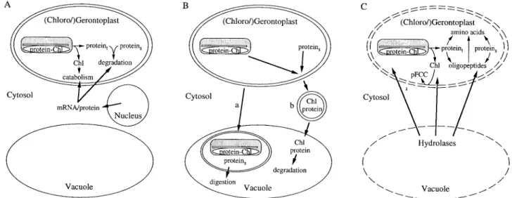 Fig. 2. Extraplastidial contributions to the degradation of chloroplast constituents. (A) Involvement of nuclear-encoded enzymes in the degradation of proteins and of Chl inside the chloroplast