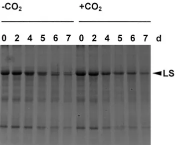 Fig. 3. Accumulation of a 50 kDa fragment of the large subunit of Rubisco (LS) in CO 2 -free air