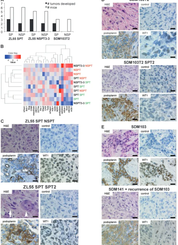Fig. 2. Different phenotypes in freshly sorted SP/NSP and their derived tumors (A) SP from xenograft-derived tumors were enriched for tumor forming capacity in NOD/SCID mice