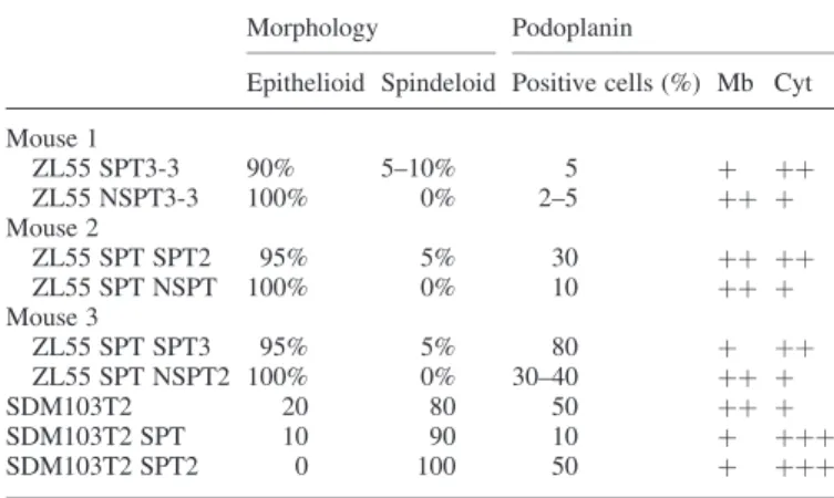 Table II. Spindeloid cells and higher cytoplasmic podoplanin expression in ZL55 SP and SDM103T2 SP-derived tumors compared with contra laterally derived NSP tumors or parental cells