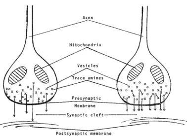 Figure 1 (Boulton). Possible mechanism of action of the trace amines.