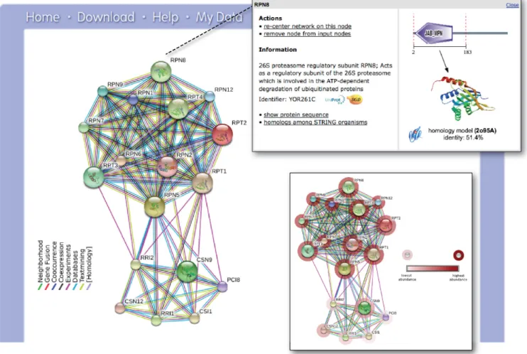 Figure 1. The STRING network view. Combined screenshots from the STRING website, which has been queried with a subset of proteins belonging to two different protein complexes in yeast (the COP9 signalosome, as well as the proteasome)