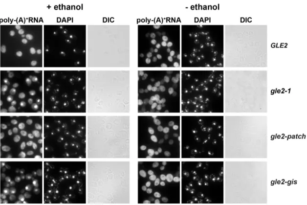 Figure 8. The gle2-patch mutant is able to transport mRNAs to the cytoplasm under mild ethanol stress