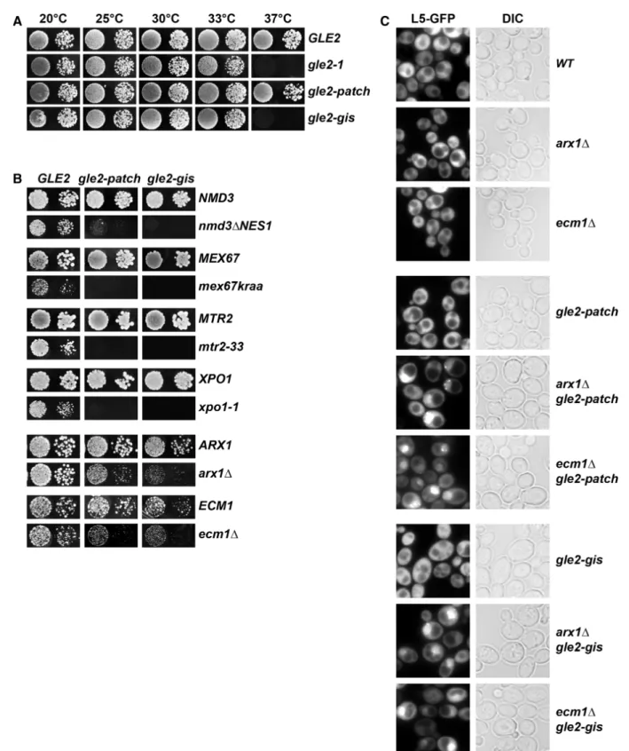 Figure 5. The conserved basic patch and GLEBS-interacting surface contributes to Gle2 function in pre-60S subunit nuclear export