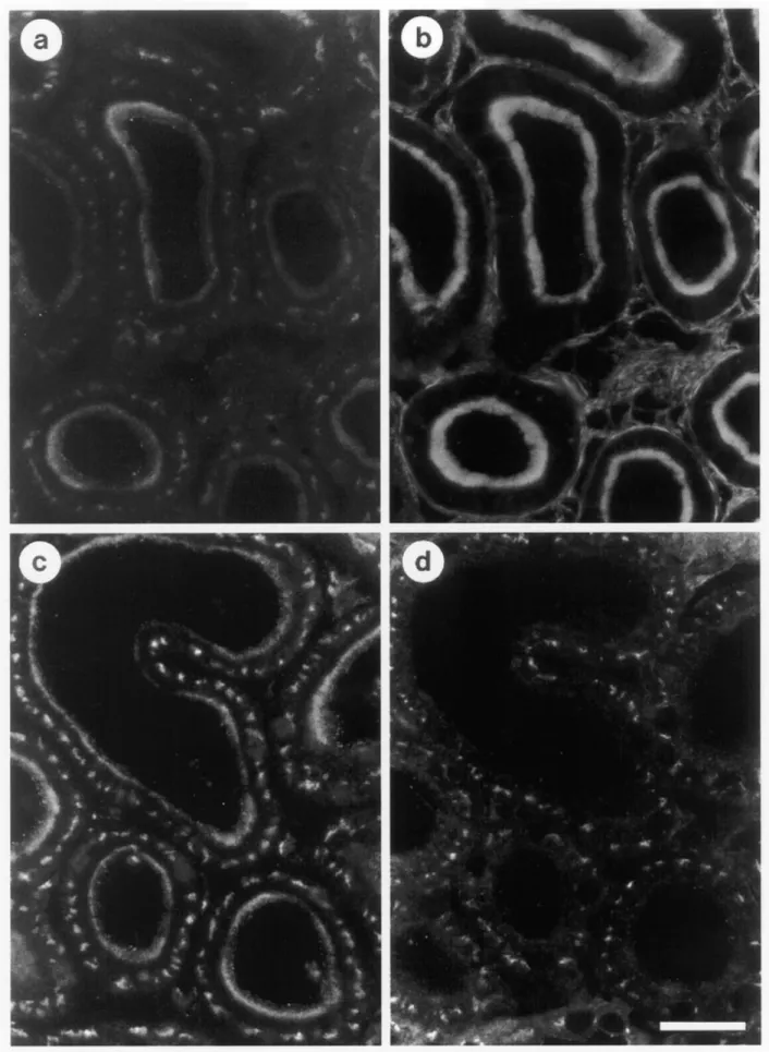 Fig. 9. Comparison of the proximal tubular localization of ST3Gal III with actin filaments and of ST3Gal III with ST6Gal I
