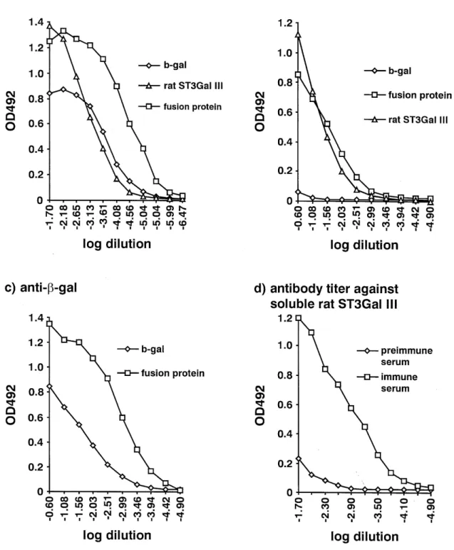 Fig. 2. Characterization of the different antibodies by ELISA. (a) Crossreactivity of anti-hST3Gal III immune serum with β-galactosidase (b-gal), truncated recombinant rat ST3Gal III (rat ST3Gal III) and β-galactosidase-ST3Gal III fusion-protein