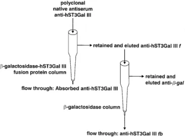 Fig. 4. Scheme of the affinity purification steps of anti-hST3Gal III antisera.