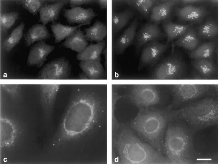 Fig. 7. Localization of ST3Gal III to the Golgi apparatus. Double immunofluorescence microscopy with (a) anti-hST3Gal III f and (b) monoclonal mouse antibody against β1,4-galactosyltransferase (mAb 36/118) for the localization of ST3Gal III in HeLa cells