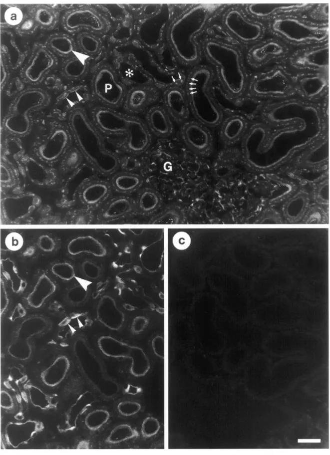 Fig. 8. Overview of immunolocalization of ST3Gal III on serial cryosections or rat kidney