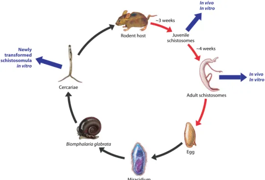 Fig. 2. Life cycle of S. mansoni highlighting collection points for in vitro and in vivo chemotherapeutic studies.