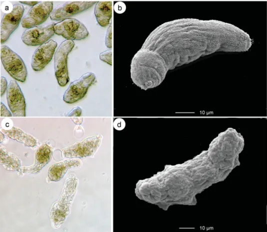 Fig. 3. Schistosoma mansoni – (a) : light microscopic (LM) image of newly transformed control schistosomula