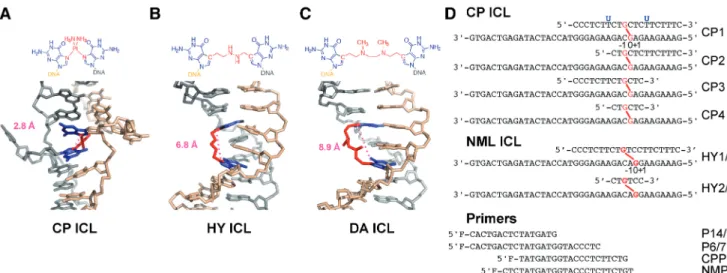 Figure 1. Structure and sequence of TLS polymerase templates. Chemical and 3D structure of the CP (CP ICL, A), HY (HY ICL, B) and DA (DA ICL, C) ICLs