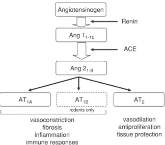 Fig. 1. Pathophysiological alterations that are mediated by the different AT receptors
