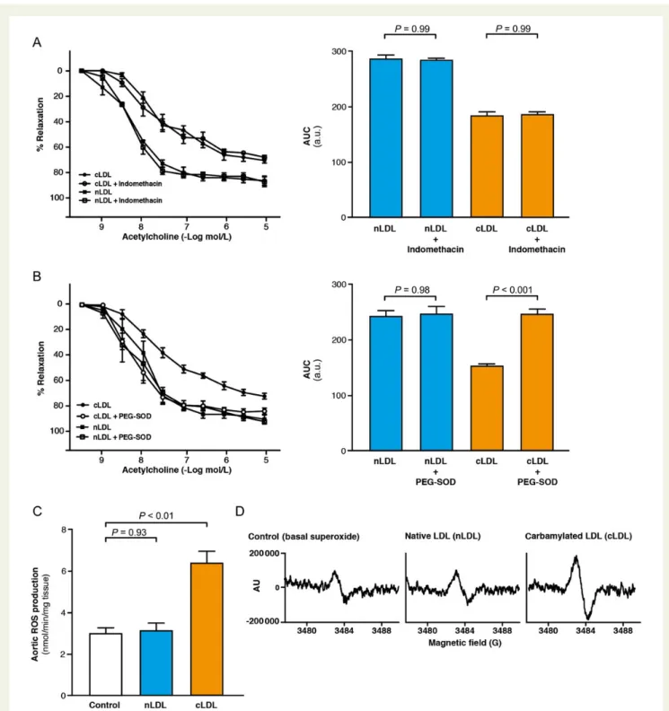 Figure 3 (A) Endothelium-dependent relaxations to acetylcholine in aortic rings+ indomethacin (n ¼ 5 per group) and calculated AUC