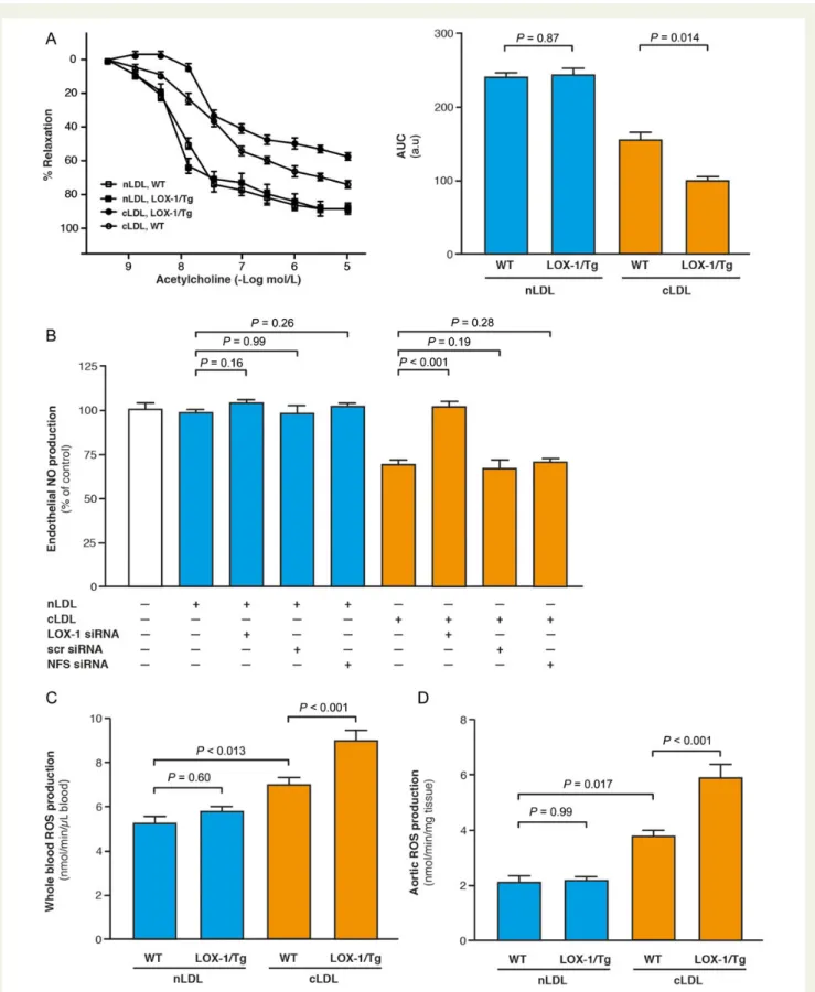 Figure 5 (A) Endothelial-dependent relaxations to acetylcholine in aortic rings from wild-type and endothelial lectin-like-oxidized low-density lipoprotein receptor-1/Tg mice (n ¼ 6 per group) and calculated AUC