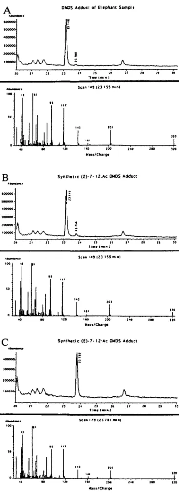 Figure 6 GC-MS of elephant pheromone (A), compared with synthetic Z-(7) DMDS adduct (B), and synthetic f-(7) DMDS adduct (Q A companson of retention times with those of synthetic standards showed that the larger adduct peak (97%) at 23.15 was theZ isomer, 