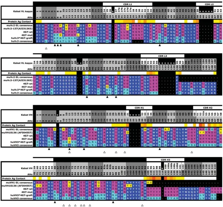 Fig. 1. Sequence alignment of the 4G7-wt V L and V H sequences (denoted 4G7-wt) to their presumed parental germline precursors (muV k 2-137(AJ231263), muVH1S136 (AF304557)) and germline family consensus sequence (muV k 2 GL consensus, muVH1 GL consensus), 