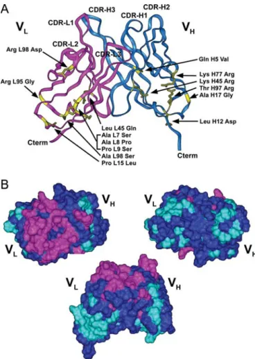 Fig. 2. Structural models of 4G7-mut and 4G7-graft. (A) Amino acid substitutions in 4G7-mut