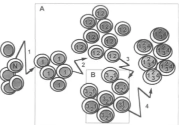 Figure 1. A schematic representation: The clonal evolution of a human tumour governed by multistep accumulation of somatic mutations