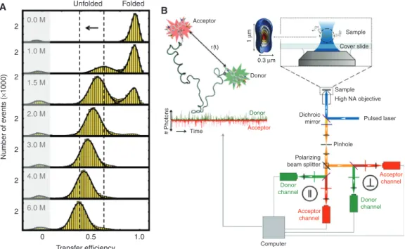 Figure 1 Collapse of unfolded CspTm (A) mapped with a confocal single-molecule fluorescence setup.