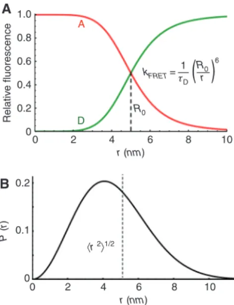 Figure 2 Distance-intensity relation for FRET and Gaussian chain  model.