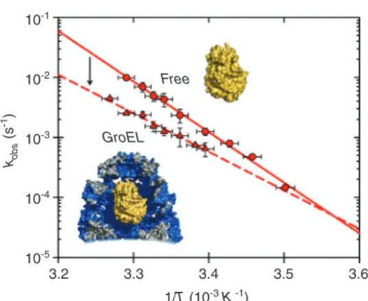 Figure 5 Direct comparison of folding dynamics outside and inside  the GroEL/ES chaperonin cavity from single molecule fluorescence  spectroscopy (Hofmann et al., 2010).