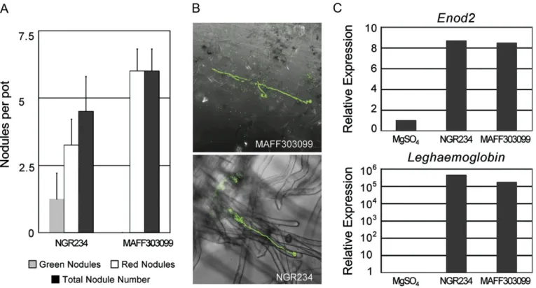 Fig. 1. Differences in the growth of L. japonicus MG-20 12 weeks after inoculation with MAFF303099 or NGR234, or mock-inoculated controls.
