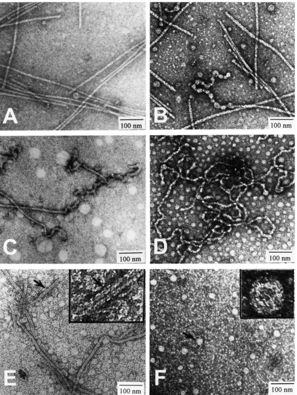 Fig. 1. Electron micrographs of CsCl-puri¢ed T pili subjected to various chemical and physical treatments