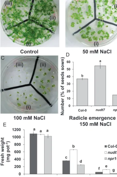 Fig. 1.  Growth and radicle emergence of Arabidopsis thaliana grown  in full-strength MS medium with 2% w/v phytogel infused with different  concentration of salt