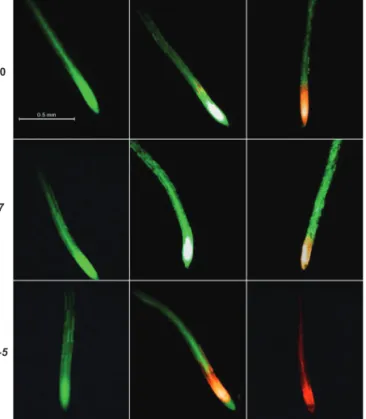 Fig. 3.  Transient K +  fluxes measured at the root elongation and the  mature zones of 4- to 5-day-old Arabidopsis thaliana seedlings exposed to  100 mM salt stress