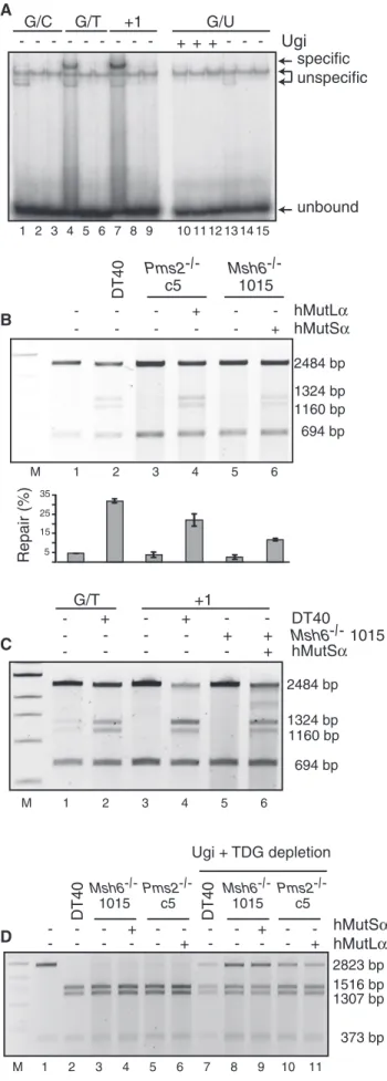 Figure 6. Mismatch binding and repair in DT40 cell extracts.