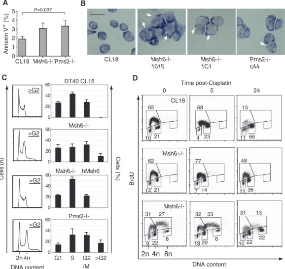 Figure 2. Cell cycle defects in MMR-deﬁcient DT40 cells. (A) Proportion of AnnexinV-positive cells in exponentially growing cultures of the indicated DT40 cell lines