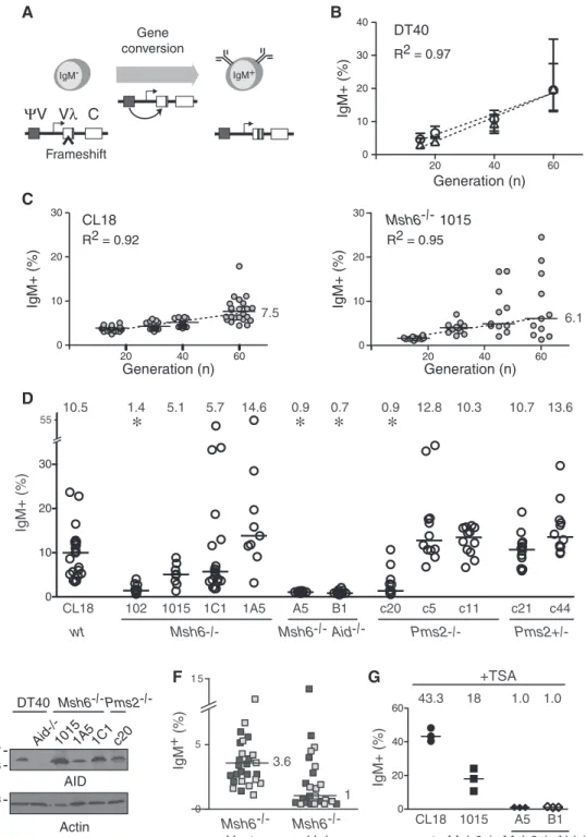 Figure 3. No increase in Ig GC frequency in Msh6 / or Pms2 / DT40 cells. (A) Scheme of the frameshift reversion assay used to estimate IgVl gene conversion frequency by measuring the proportion of DT40 cells gaining surface IgM expression over time