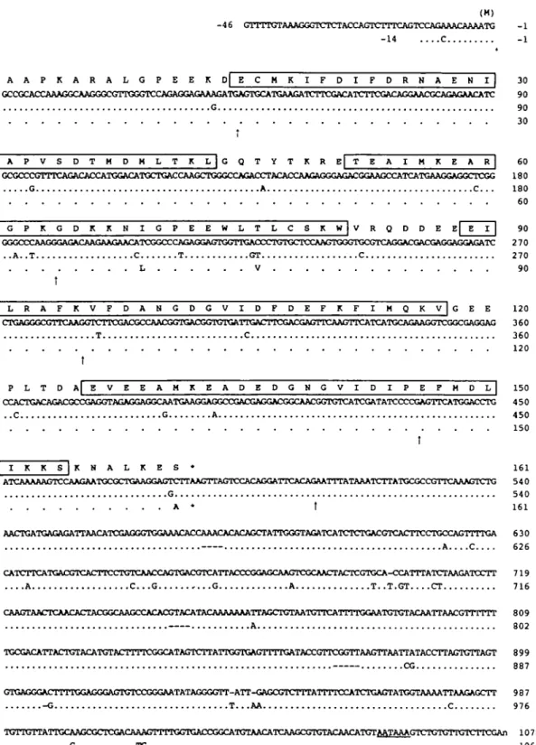 Fig. 1. Comparison of the cDNA and deduced amlno acid and shown by bars (-). The typical polyadenylation signals (AATAAA) sequences of CaVPs of two species of amphioxus