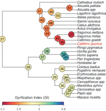 Figure 7. Radial thickness ratio of SVZ/VZ during embryonic development of human, ferret, and marmoset neocortex