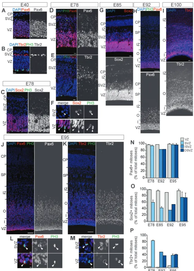 Figure 1. Distribution of Pax6-, Sox2-, and Tbr2-expressing progenitor cells in the VZ, SVZ, ISVZ, and OSVZ of marmoset neocortex at various embryonic stages