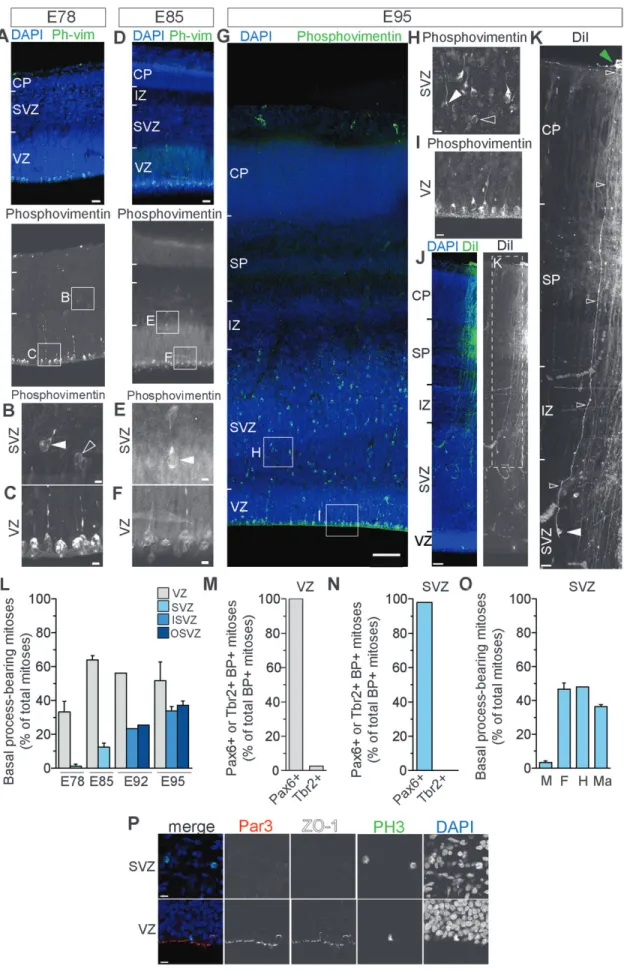 Figure 3. Occurrence of basal process--retaining progenitor cells in the SVZ of marmoset neocortex at various embryonic stages