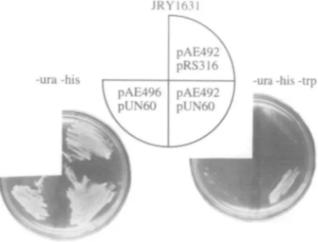 Fig. 5. Schematic representation of possible gene conversion events between trp5-27 and trp5-12 that result in Trp +  convertants in D7