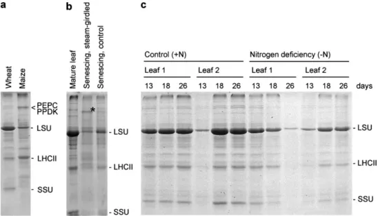 Fig. 1. Rubisco large (LSU) and small (SSU) subunits on SDS–polyacrylamide gels loaded with wheat and maize leaf extracts (a), effect of steam girdling the petiole on the polypeptide pattern in French bean leaves (b), and influence of the availability of i